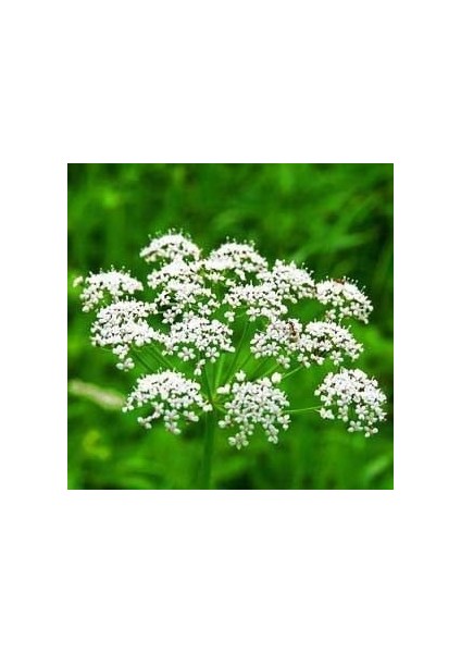 Doğal Anason TOHUMU(100 Adet)