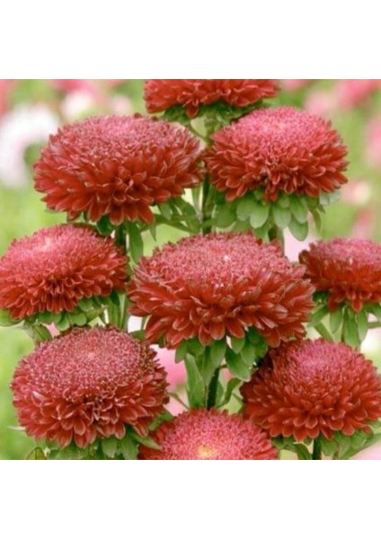 Callistephus Pompon Dark Red Aster Çiçeği Tohumu(50 Tohum)