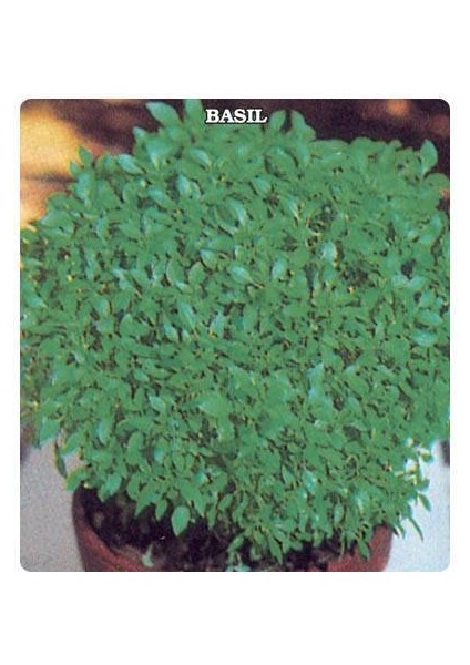 Top Reyhan Fesleğen Tohumu