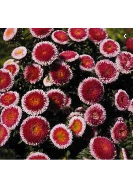 Pompon Hi-No-Maru Aster Çiçeği Tohumu(50 Tohum)