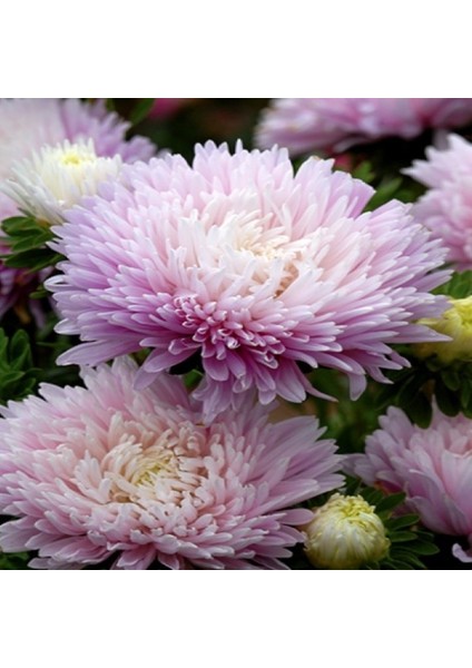 Pompon Rose Aster Çiçeği Tohumu(50 Tohum)