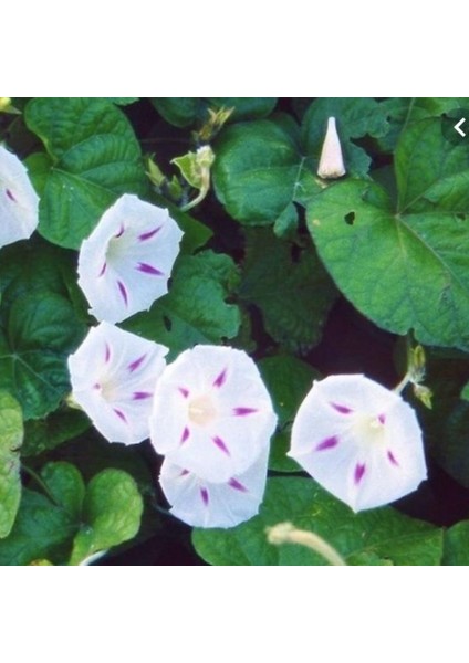 Seta Gündüz Sefası Çiçeği Tohumu(10 Tohum)