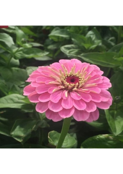 Super Yoga Rose Zinya Çiçeği Tohumu(40 Tohum)