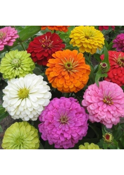 Super Yoga Rose Zinya Çiçeği Tohumu(40 Tohum) fiyatları