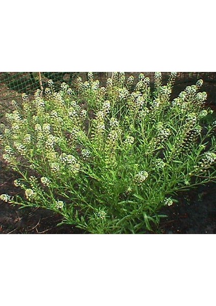 Bahçe Teresi(Garden Cress) TOHUMU(100 Tohum)
