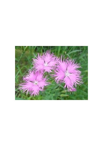Püsküllü Pembe Dianthus Çiçeği Tohumu(50 Adet)