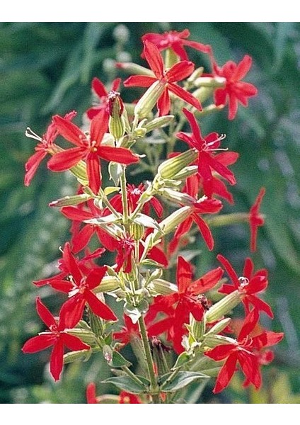 Nadir Kırmızı Şapka Silene(Nakil) Çiçeğitohumu(20 Tohum)