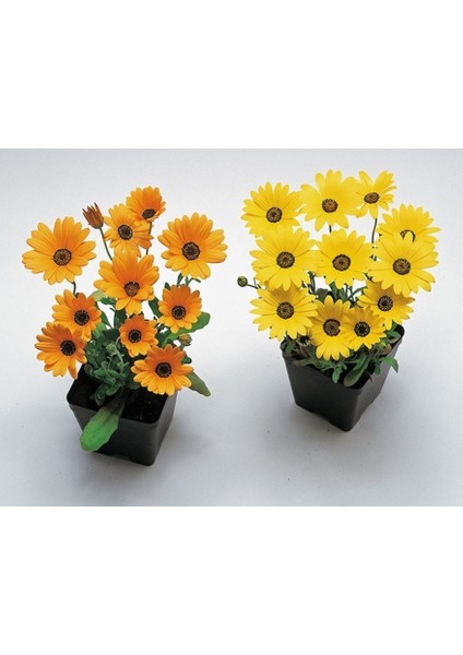 Sarı Golden Yellow Afrika Papatyası Çiçeği Tohumu(30 Tohum) fiyatları