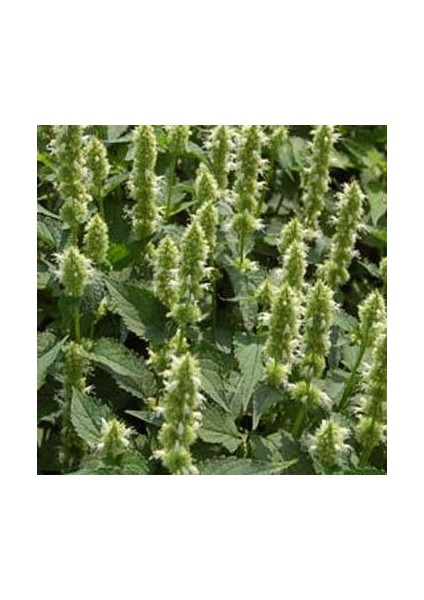 Devmeksida Beyazı Hyssop Çiçeği Tohumu(50 Tohum)