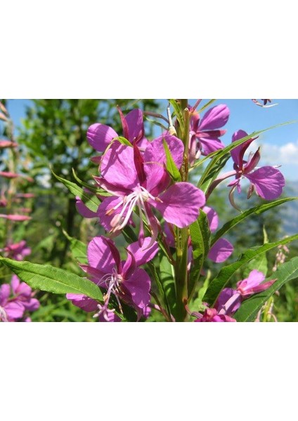 Elegant Klarkiya Çiçeği TOHUMU(100 Tohum)