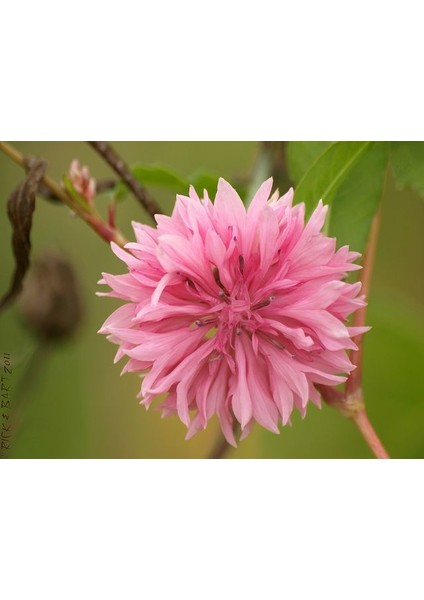 Uzun Boylu Pembe Güzeli Peygamber Çiçeğitohumu(50 Tohum)
