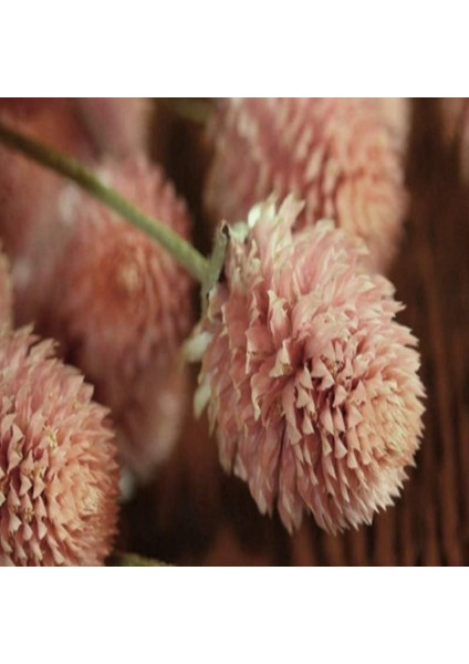 Gomphrena Globosa Somon Medine Çiçeği Tohumu(50 Tohum)