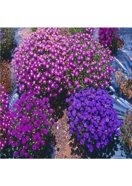 Karışık Renklisplendour Brachycome Çiçeği Tohumu (200 Tohum) fiyatları