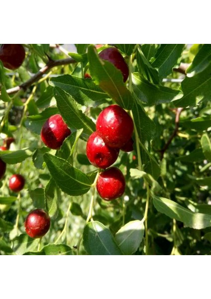 Doğal Küçük Meyveli Hünnap Tohumu (5 Tohum)