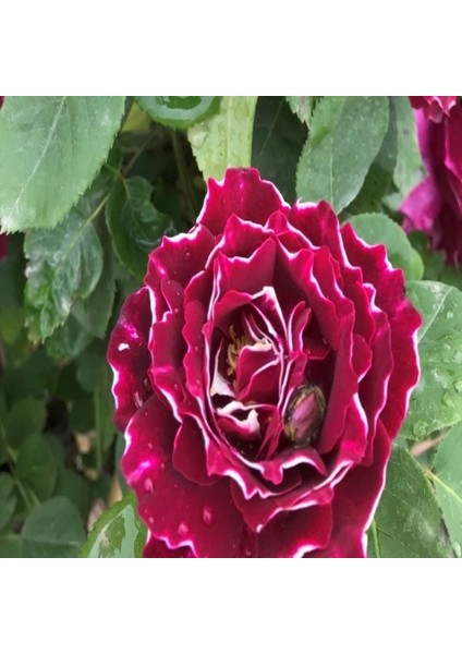 Kokulu Clove Rose Karanfil Yediveren Sarmaşık Gül Tohumu (5 Adet)