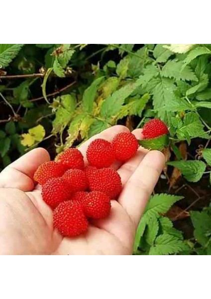 Bodur Saksılık Çilek Ahududu Tohumu (10 Tohum)