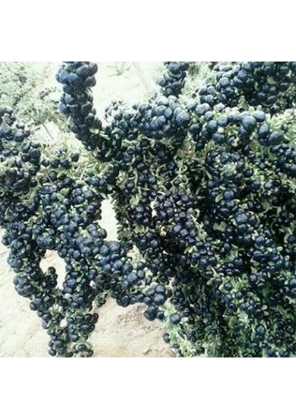 Nadir Siyah Goji Berry Tohumu (1000 Adet)