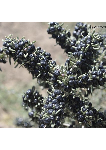Nadir Siyah Goji Berry Tohumu (1000 Adet) fiyatları