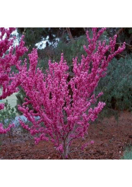 Erguvan Ağacı Tohumu (100 Tohum)