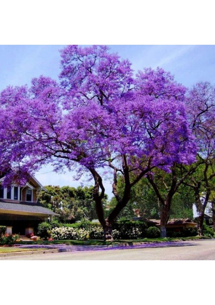 Dünyanın En Hızlı Büyüyen Tomentasa Paulownia Ağacı Tohumu (1000 Tohum)