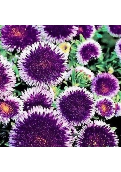 Pompon Blue Moon Aster Çiçeği Tohumu (50 Tohum)