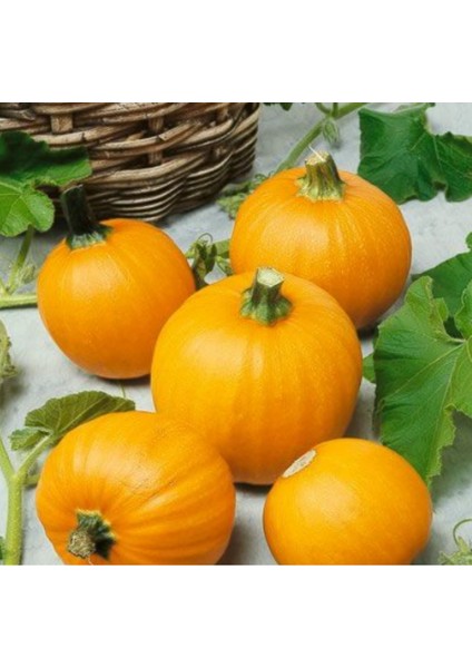 Doğal Wee Be Little Balkabağı Tohumu (5 Tohum)