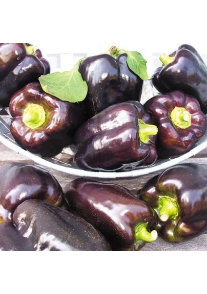 Doğal Dolmalık Purple Beauty Biber Tohumu (20 Tohum)