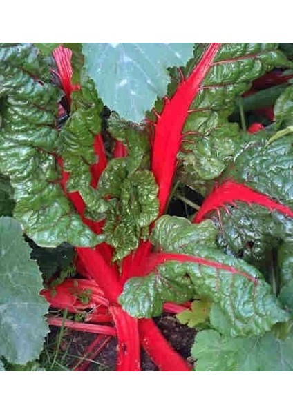 Doğal Kırmızı Pazı Tohumu(40 Tohum)