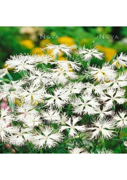 Dianthus Superbus White Bol Kokulu Karanfil Çiçeği TOHUMU(100 Adet)