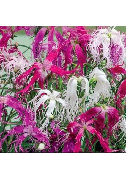 Dianthus Superbus White Bol Kokulu Karanfil Çiçeği TOHUMU(100 Adet) fiyatları
