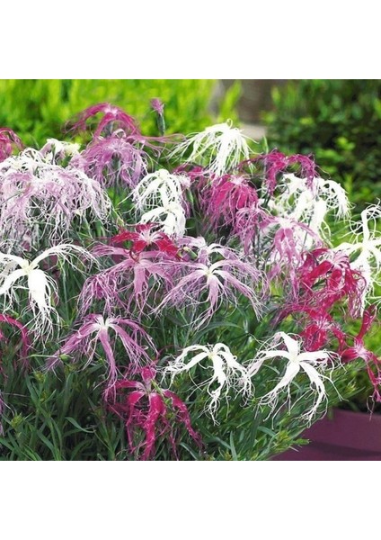 Dianthus Superbus White Bol Kokulu Karanfil Çiçeği TOHUMU(100 Adet) modelleri