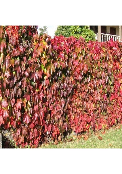 Amerikan Sarmaşığı Tohumu (25 Tohum)