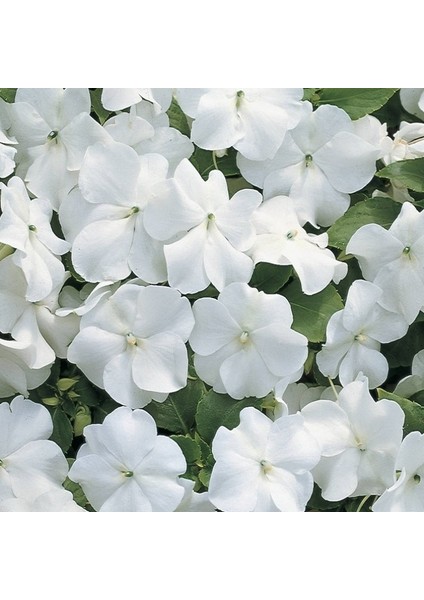 Saksılık Wallerine Baby White Bodur Cam Güzeli Çiçeği Tohumu(20 Tohum)