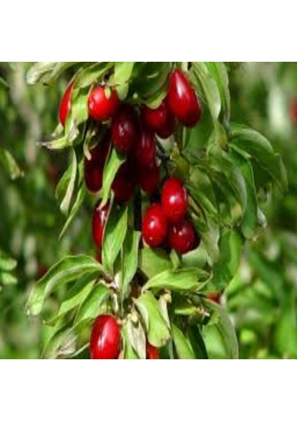 Anadolu Küçük Meyveli Kızılcık Tohumu (10 Adet)