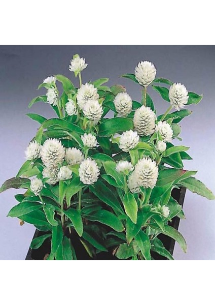 Gomphrena Globosa Beyaz Medine Çiçeği Tohumu(50 Tohum) fiyatları