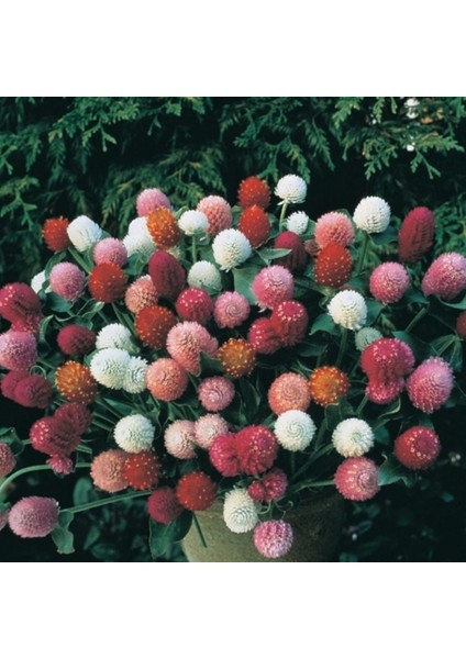 Gomphrena Globosa Beyaz Medine Çiçeği Tohumu(50 Tohum) modelleri