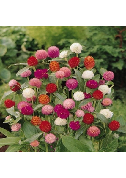 Gomphrena Globosa Beyaz Medine Çiçeği Tohumu(50 Tohum) fırsatları