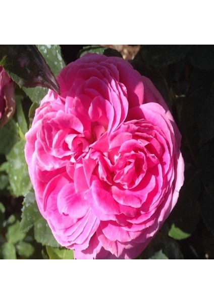 Kokulu Pink Quen Pembe Renkli Sarmaşık Gül Tohumu (10 Tohum)