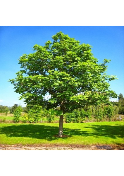 Doğaldişbudak Ağacıtohumu (20 Tohum)