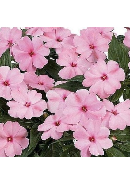 Saksılık Wallerine Baby Pink Bodur Cam Güzeli Çiçeği Tohumu(20 Tohum)