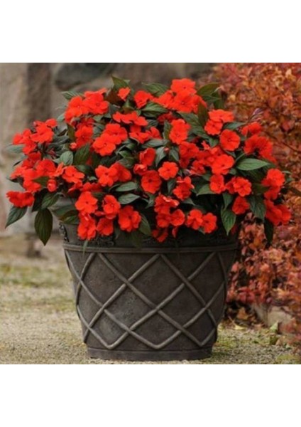 Saksılık Wallerine Baby Pink Bodur Cam Güzeli Çiçeği Tohumu(20 Tohum) fırsatları