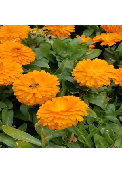 Sunset Buff Aynı Safa Çiçeği Tohumu(50 Tohum) fiyatları
