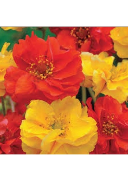 Soğuklara Dayanıklı Katmerli Mixed Geum Çiçeği Tohumu(20 Tohum) fiyatları