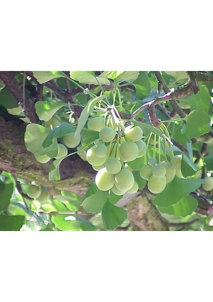 Gınkgo Biloba Mabet Ağacı Tohumu (100 Tohum)
