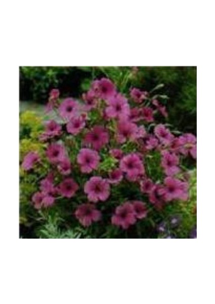 Pembe Pozçiçeği Tohumu (50 Tohum)