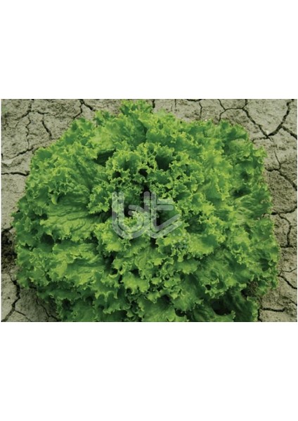 Soğuğa Dayanıklı Şamba Marul Tohumu ( 1200 Tohum)