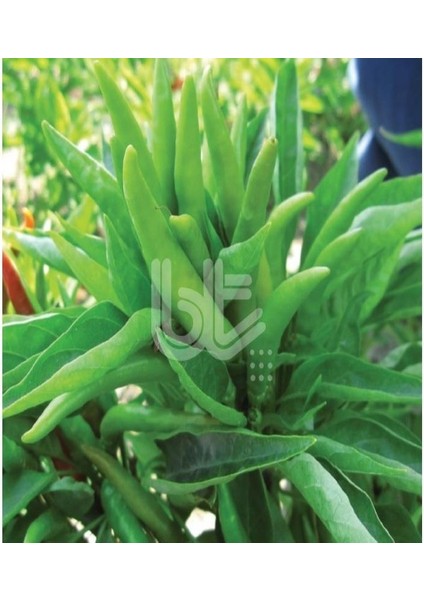 Beşparmak Acı Yediveren Süs Biberi Tohumu (450 Tohum)