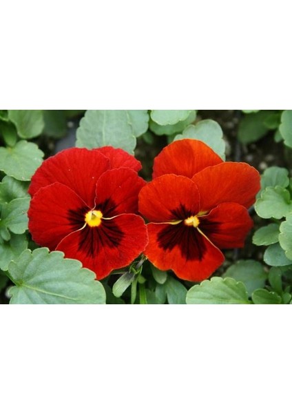 Kırmızı Dev Hercai Menekşe Çiçeği (50 Tohum)