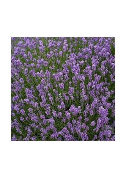 Lavandula Angustifolia Lavantaçiçeği TOHUMU(25000 Tohum)