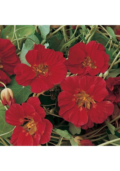 Lüle Latin Çiçeği Tohumu (10 Tohum)